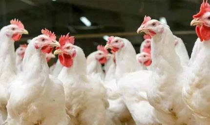 यूपी के बाद उत्तराखंड में भी बर्ड फ्लू का अलर्ट, जिला प्रशासन सतर्क