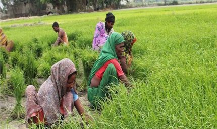 61 किसान उत्पादक कंपनियां पूरी तरह महिलाओं के हाथों में