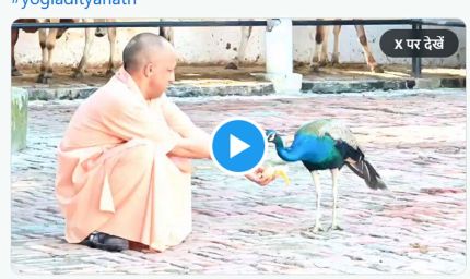 गोरखनाथ मंदिर के दौरे पर मुख्यमंत्री, योगी के हाथों में केला, सामने से दौड़कर आया मोर फिर…