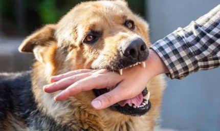 बरसात में कुत्तों का आक्रामक रवैया: बिलासपुर में 2 दिन में 50 लोग घायल