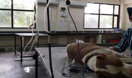 भोपाल में तैयार होगा देश का पहला पशु ब्लड-बैंक, अब पशुओं का भी होगा ट्रांसफ्यूजन संभव