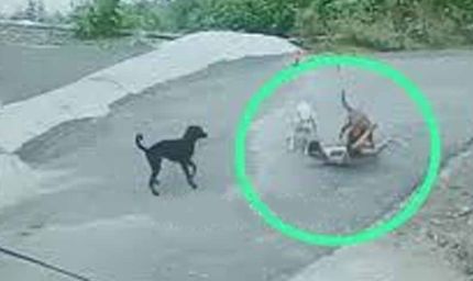 उदयपुर में मां ने दिखाई दिलेरी,  तीन कुत्तों के हमले से बचाई बेटे की जान