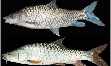 मध्यप्रदेश की राज्य मछली महाशीर पर संकट, कभी 40 किलो की मछली अब सिर्फ 4 किलो