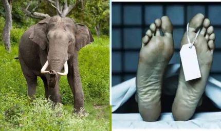 हाथियों का कहर: ग्रामीण की मौत, घर और फसल बर्बाद