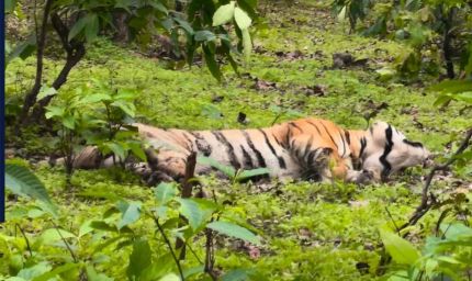 मध्य प्रदेश के संजय टाइगर रिजर्व में बाघ की बिजली करंट से मौत