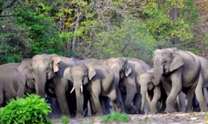 गांव में आतंक: 35 हाथियों का झुंड पहुंचा बस्ती, दहशत में लोग