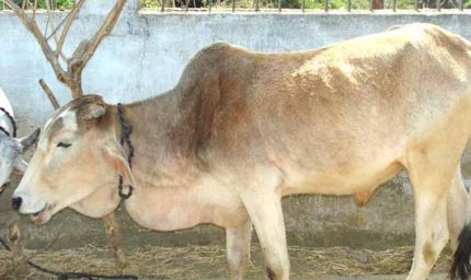 अगस्त माह में पशुओं को खुरहा-मुंहपका रोग का रहता है खतरा