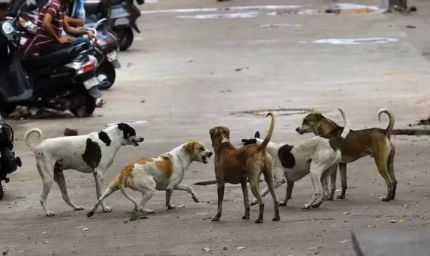 SC ने दिल्ली के कुत्तों पर मीलॉर्ड की अपील खारिज की