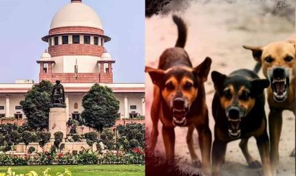 शेल्टर होम में सिर्फ आक्रामक कुत्ते रखे जाएंगे, बाकी को छोड़ा जाएगा: सुप्रीम कोर्ट