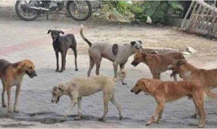 ढाई साल के बच्चे पर आवारा कुत्ते का कहर, मां की बहादुरी से बची जान