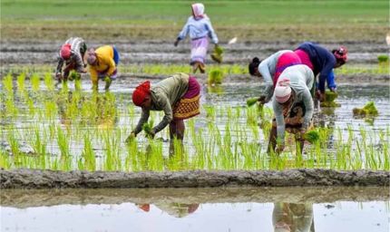 हरियाणा सरकार का नया कदम, किसानों की आय में होगा इजाफा – जानिए पूरा प्लान