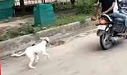 क्रूरता का शर्मनाक वीडियो: कुत्ते को बाइक के पीछे बांधकर दौड़ाया गया