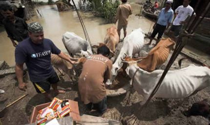 आपदा से पशुओं का जीवन बचाने के लिए सरकार चला रही पशु चारा वितरण कार्यक्रम
