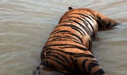 नर्मदापुरम में बाघ का शिकार, जंगल से मिला शव, पंजा गायब