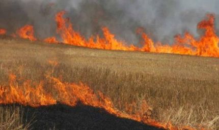 MP में किसानों को सिखाया जाएगा फसल अवशेष प्रबंधन, धान की पराली और गेहूं की नरवाई से मिलेगा दोहरा लाभ