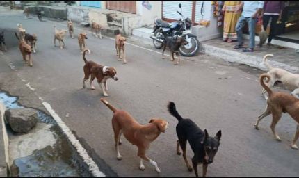 आवारा कुत्तों का आतंक: 10 साल की बच्ची पर झुंड का हमला, मुश्किल से बची जान