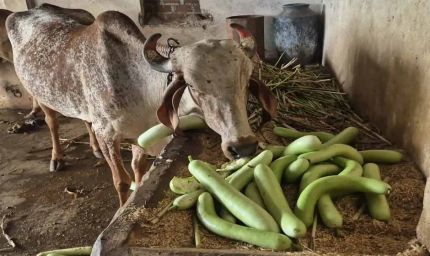 बड़वानी में किसान मजबूर, लौकी न बिकने पर मवेशियों को खिला रहे