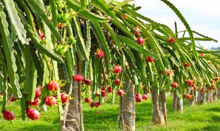 22 जिलों में हो रही ड्रैगन फ्रूट की खेती