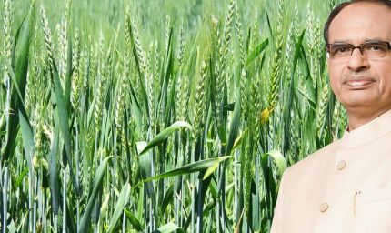 शिवराज का बयान: जलवायु परिवर्तन और बढ़ते तापमान से देश में घट सकता है गेहूं उत्पादन