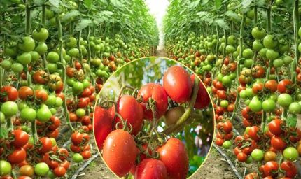 खेती में नई पहचान: टमाटर उत्पादन में नंबर-1, सब्जियों में तीसरे स्थान पर मध्यप्रदेश