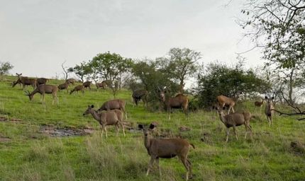 रणथंभौर में बदली बाघों की राह! बारिश से खाली हुए ठिकाने, सफारी जोन सूना