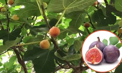 बिहार की खेतों में भी उगने लगे अंजीर, किसान उठा रहे लाभ