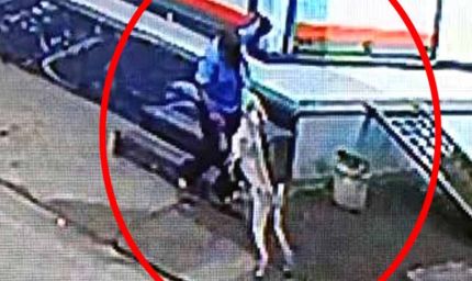 बड़वानी में कुत्तों का आतंक, बुजुर्ग और बच्चों पर हमले से दहशत