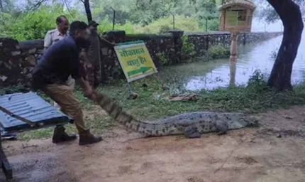 सरकारी स्कूल में मचा हड़कंप! 10 फीट लंबा मगरमच्छ मिला, बच्चों में दहशत