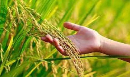 धान की फसल में वायरस का खतरा, हरियाणा सरकार ने बढ़ाई सतर्कता