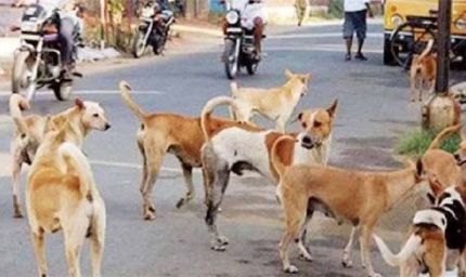 सरकार लाई नई डॉग पॉलिसी: छोटे पिल्लों की नसबंदी पर रोक