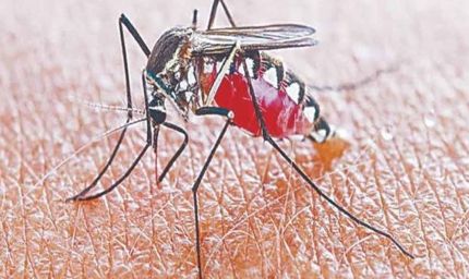 पटना में डेंगू का कहर: 24 घंटे में मिले 10 नए मरीज, अस्पतालों में की गई विशेष व्यवस्था