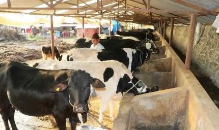 पशुपालन से जुड़े व्यवसायों में सरकार देगी सहायता