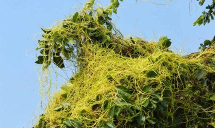 भोपाल आयुर्वेद संस्थान अमरबेल से खोजेगा पीलिया का इलाज, रिसर्च शुरू