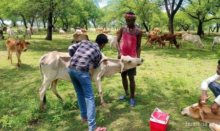 पशु चिकित्सा शिविर में मवेशियों को लम्फी बीमारी से बचाव हेतु टीकाकरण