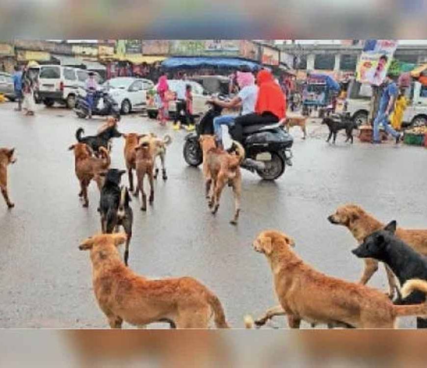 आवारा कुत्तों पर सख़्ती: नसबंदी, माइक्रोचिप और शेल्टर प्लान पर दिल्ली सरकार की तैयारी