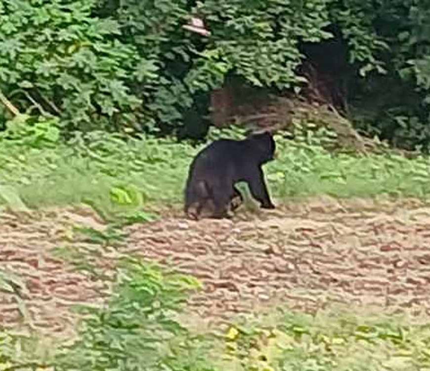 सूरजपुर में भालू का आतंक: हमले में युवक गंभीर घायल, गांव में दहशत