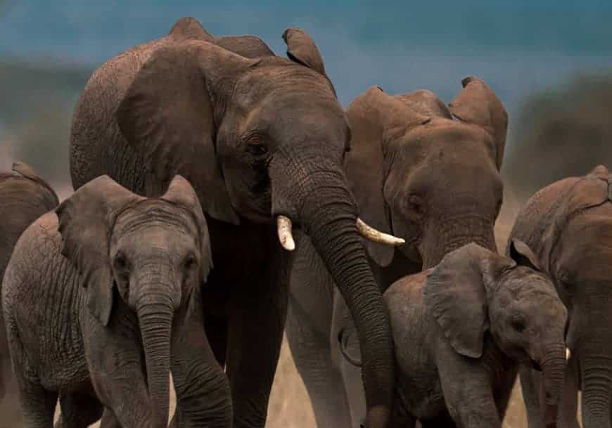 MP में जंगली हाथियों से अब मिलेगी डिजिटल सुरक्षा, लॉन्च हुआ 'गजरक्षक' मोबाइल ऐप