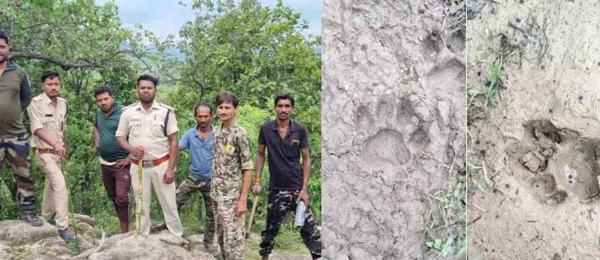 हाथियों के बाद अब बाघ का साया : जंगल में मिले पैरों के निशान, गांवों में अलर्ट