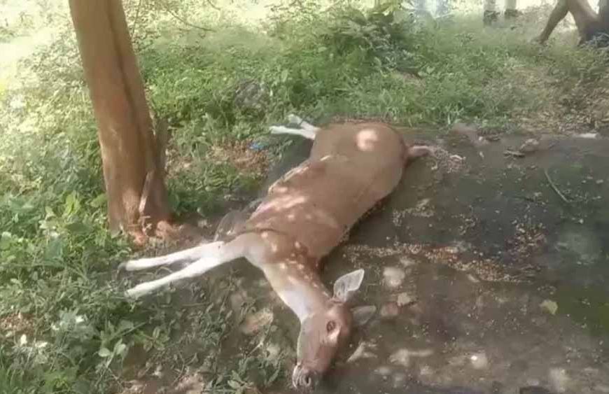 कुत्तों के हमले में घायल गर्भवती हिरणी की मौत, वन अधिकारियों ने पहुंचाया था अस्पताल