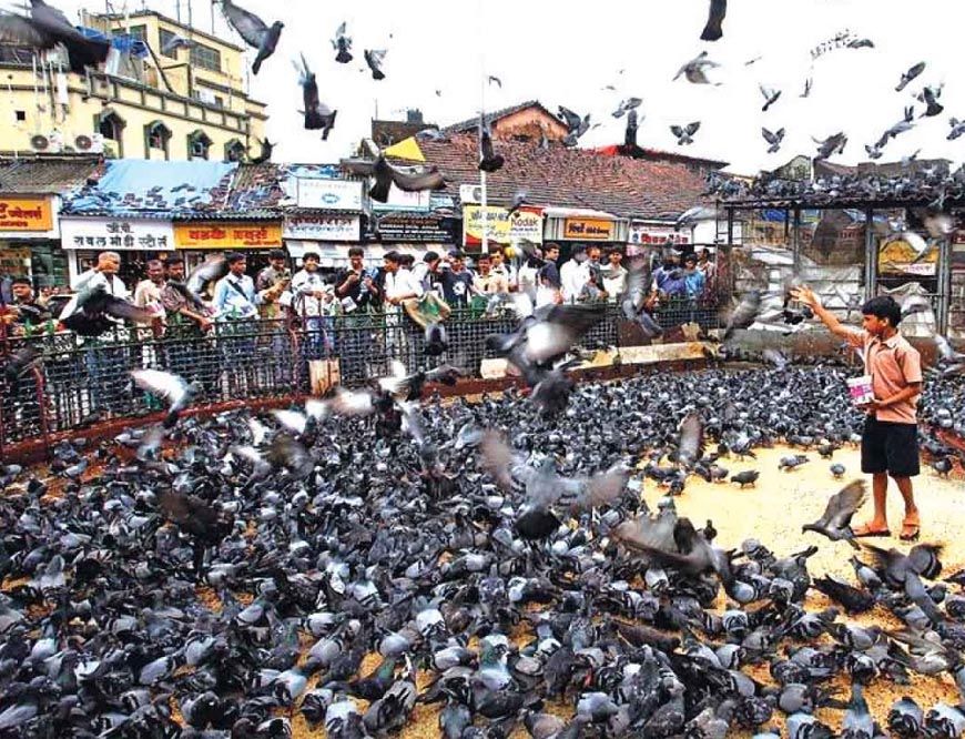मुंबई में कबूतरखानों पर ब्रेक: 51 बंद, दाना खिलाना बैन, 100 लोगों पर जुर्माना