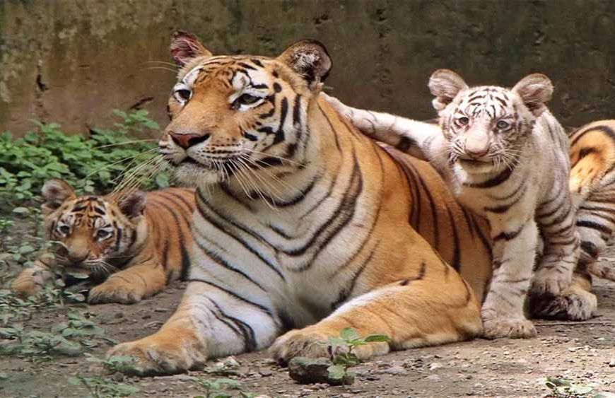 बाघों की बढ़ती गिनती पर संकट: जंगल घटे, अब गांवों का विस्थापन ही विकल्प!