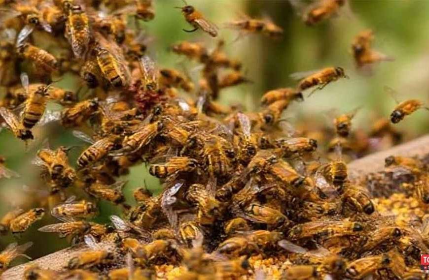 खेत में काम कर रही महिला पर मधुमक्खियों का हमला, इलाज के दौरान दर्दनाक मौत