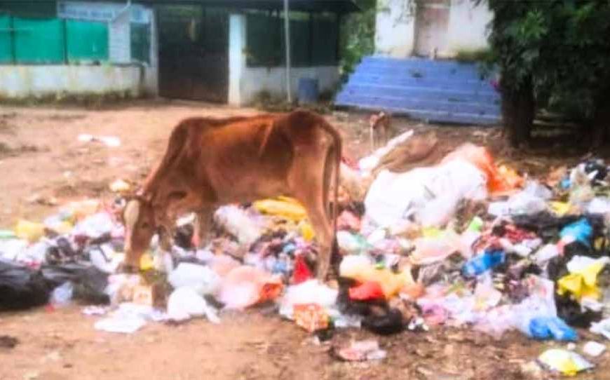 बिलासपुर में 40 किलो पन्नी ने ली गाय की जान, नगर निगम कर्मचारियों पर सवाल