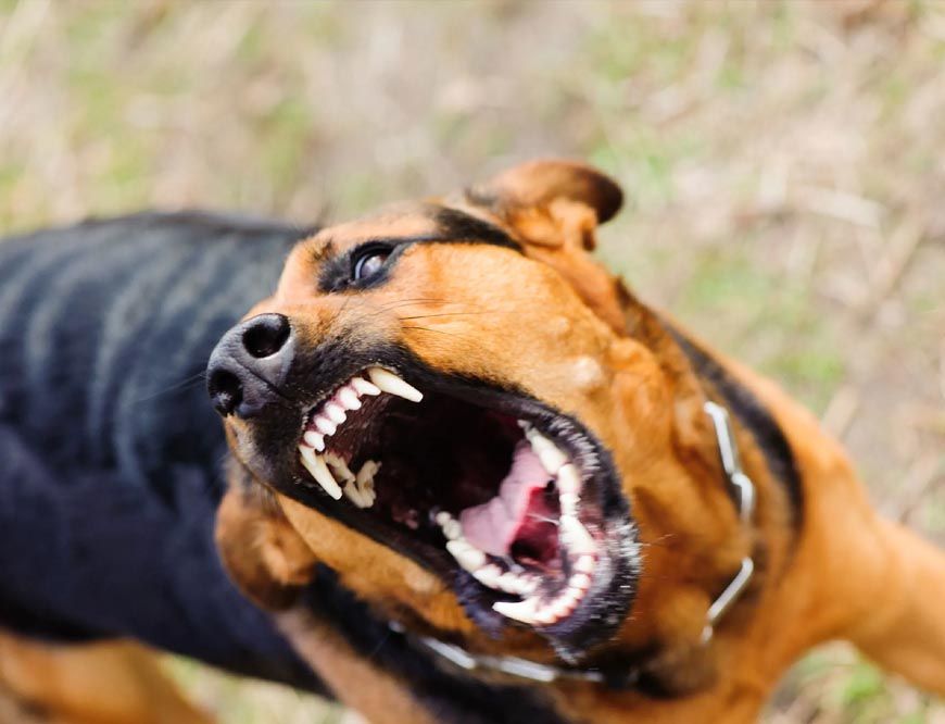 मध्य प्रदेश में डॉग बाइट्स के आंकड़े: भोपाल में सबसे कम, रतलाम में सबसे ज्यादा मामले