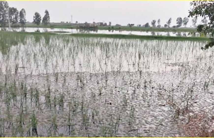 हरियाणा के जिले में ड्रेन टूटने से 20 से अधिक गांव में जलभराव, किसानों की फसलें तबाह