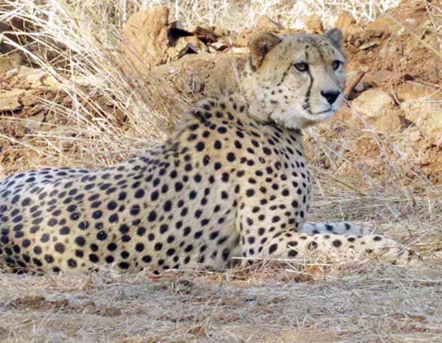 कूनो से निकले दो चीते, मानपुर के गांवों में मचाई हलचल — कुत्ते और ग्रामीण लगे पीछे