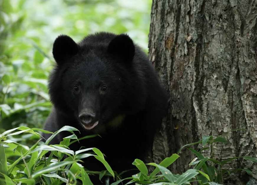 भालुओं का आतंक: विभाग सोया, जनता डरी