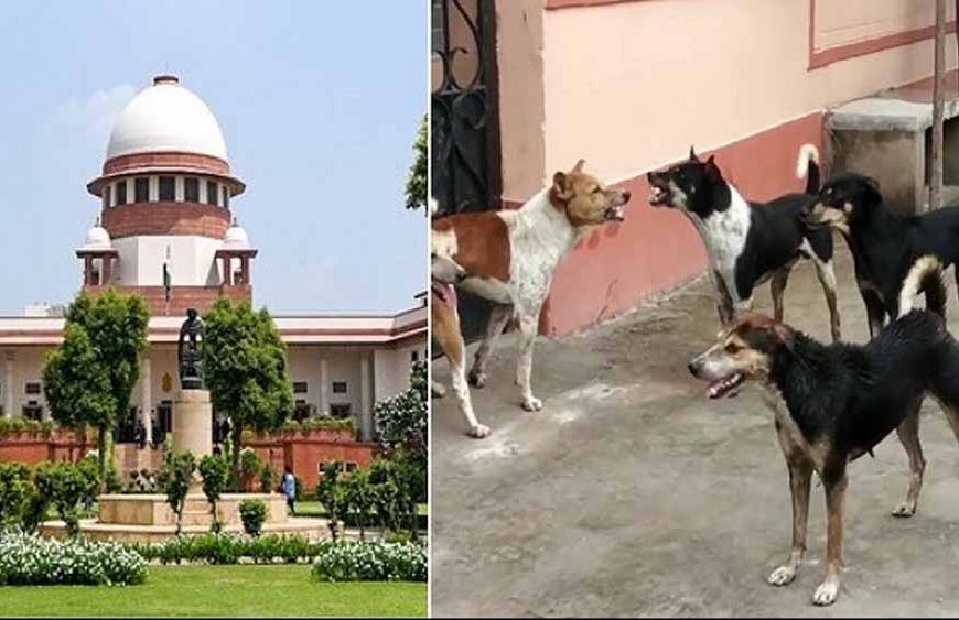 आवारा कुत्तों पर सुप्रीम कोर्ट का सख्त रुख, अड़ंगा डालने वालों पर भी होगी कार्रवाई