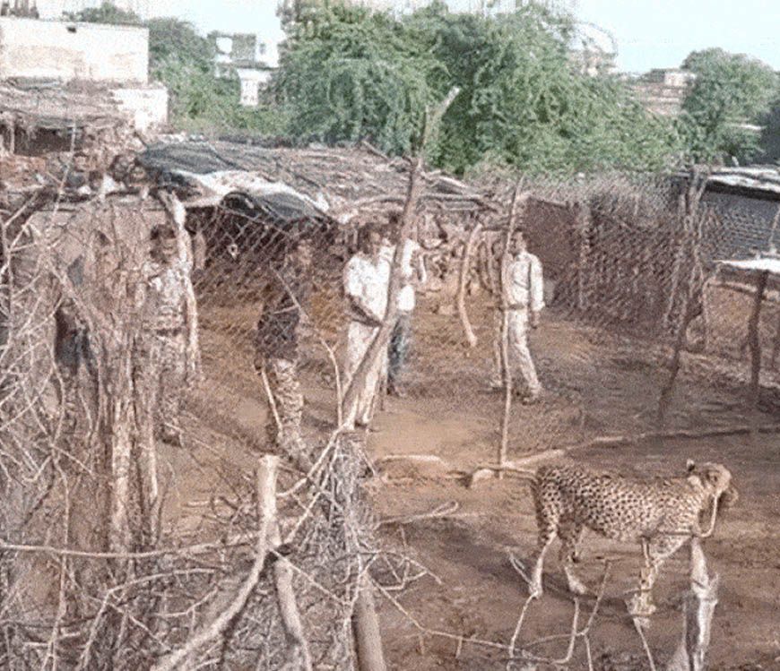 रणथंभौर से मादा चीता ज्वाला का रेस्क्यू, आबादी में बकरियों का शिकार करने पर कूनो भेजा गया