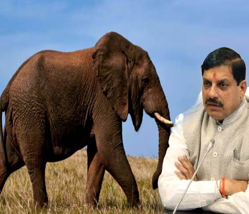 मुख्यमंत्री डॉ. यादव ने प्रदेशवासियों से हाथियों के संरक्षण का किया आह्वान